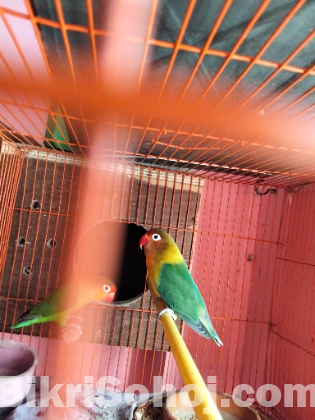 লাভ বার্ড